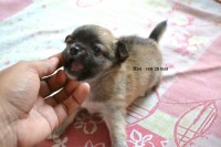 Chihuahua Filhote com pedigree