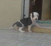 Pit Bull Filhotes Puros – Entrega Imediata