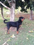 Lindo Filhotão de Rotweiller -Pedigree-15 meses