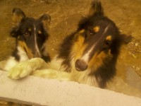 Collie dinamarques – pelo longo