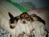 Basset Hound – Lindos filhotes de Basset Hound