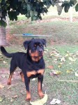 Lindo Filhotão de Rotweiller -Pedigree-15 meses