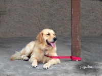 Lindos filhotes de golden retriever