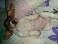 Basset Hound – Lindos filhotes de Basset Hound