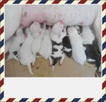 Pit Bull Filhotes Puros – Entrega Imediata