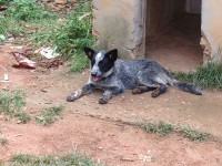 filhote de cachorro burriler com 7 meses