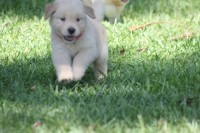 Lindos filhotes de golden retriever