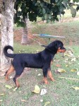 Lindo Filhotão de Rotweiller -Pedigree-15 meses