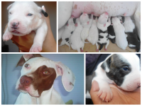 Pit Bull Filhotes Puros – Entrega Imediata