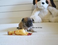 Chihuahua Filhote com pedigree