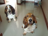 Basset Hound – Lindos filhotes de Basset Hound