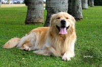 Lindos filhotes de golden retriever