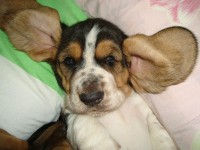 Basset Hound – Lindos filhotes de Basset Hound