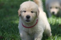 Lindos filhotes de golden retriever