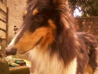 Collie dinamarques – pelo longo