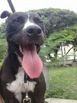 Pitbull dócil e brincalhão – aproximadamente 1 ano