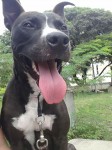 Pitbull dócil e brincalhão – aproximadamente 1 ano