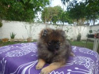 Spitz alemão