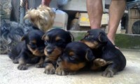 Yorkshire Terrier
