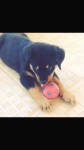 Rottweilers filhotes