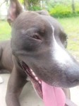 Pitbull dócil e brincalhão – aproximadamente 1 ano