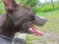 Pitbull dócil e brincalhão – aproximadamente 1 ano