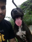 Pitbull dócil e brincalhão – aproximadamente 1 ano