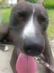 Pitbull dócil e brincalhão – aproximadamente 1 ano