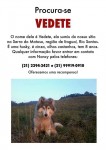 Cachorra perdida