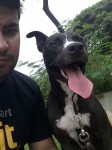 Pitbull dócil e brincalhão – aproximadamente 1 ano