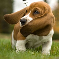 basset hound 22