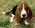 basset hound