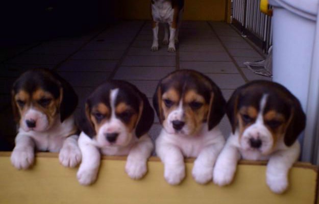 filhotes de beagle 2