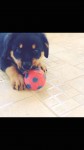 Rottweilers filhotes