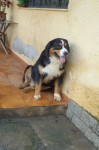 Filhotes Bernese Mountain