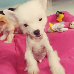 True Hairless