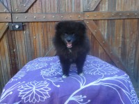 Spitz alemão