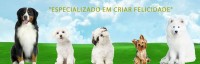 Grande promoção de filhotes