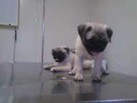 Pug macho