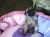 filhotes pug com pedigree cbkc