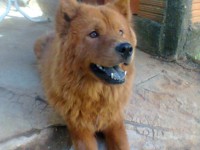 Vendo filhotes de chow-chow