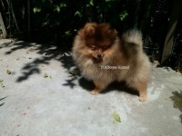 Spitz Alemão