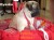 vendo-filhotes pug a venda-minas gerais