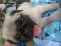 Pug macho