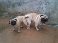 Pug macho
