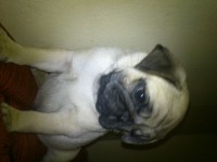Pug macho