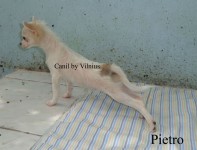 Canil by Vilnius – Chihuahua pelo longo macho