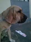 fila brasileiro