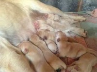 Labrador facilitamos a venda