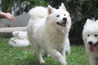 Samoieda FIlhotes